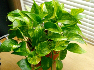 Houseplants are a valuable addition to any space They bring a vibrant beauty - photo 9