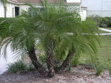 The pygmy date palm belongs to family Arecacea a huge group with over 2600 - photo 14