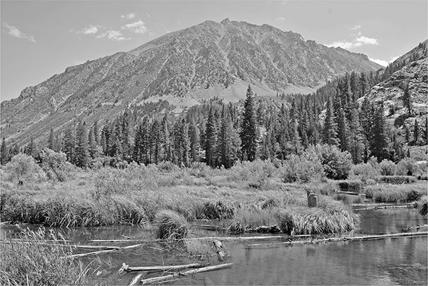 to lush Sierra Alpine forest vistas Writing this book was as challenging if - photo 5