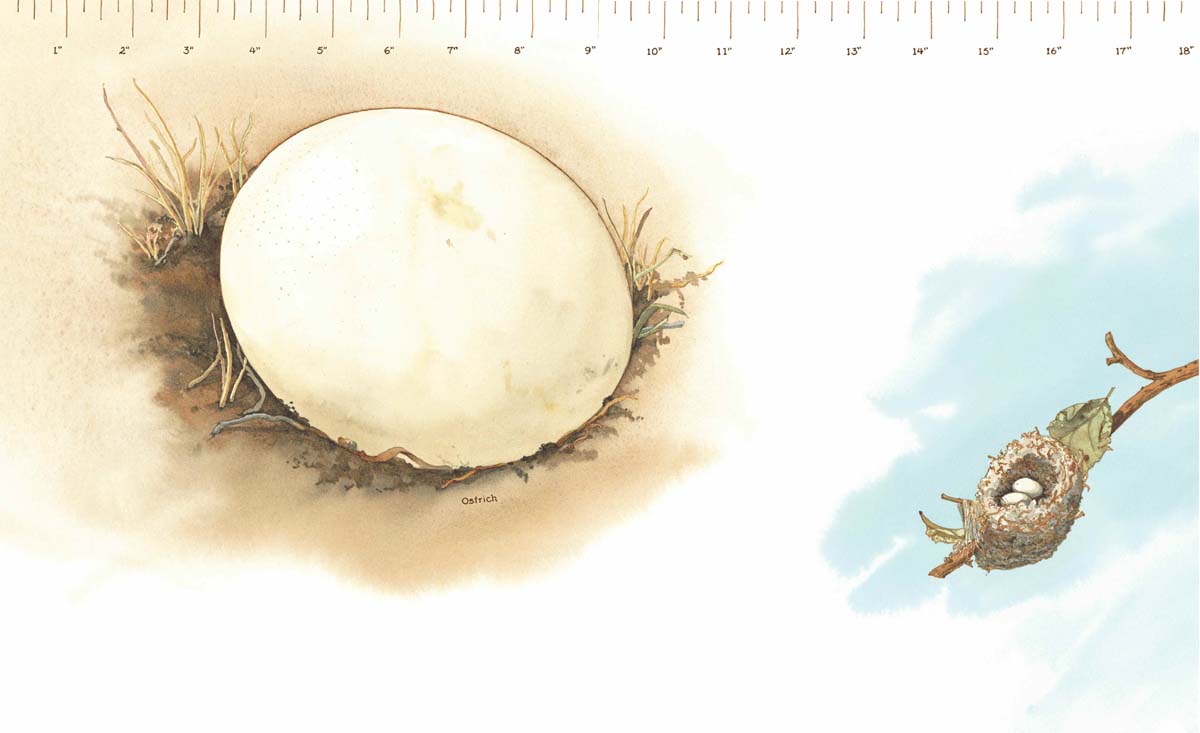 Annas Hummingbird An ostrich egg can Weigh as much as 8 pounds It is so big - photo 15