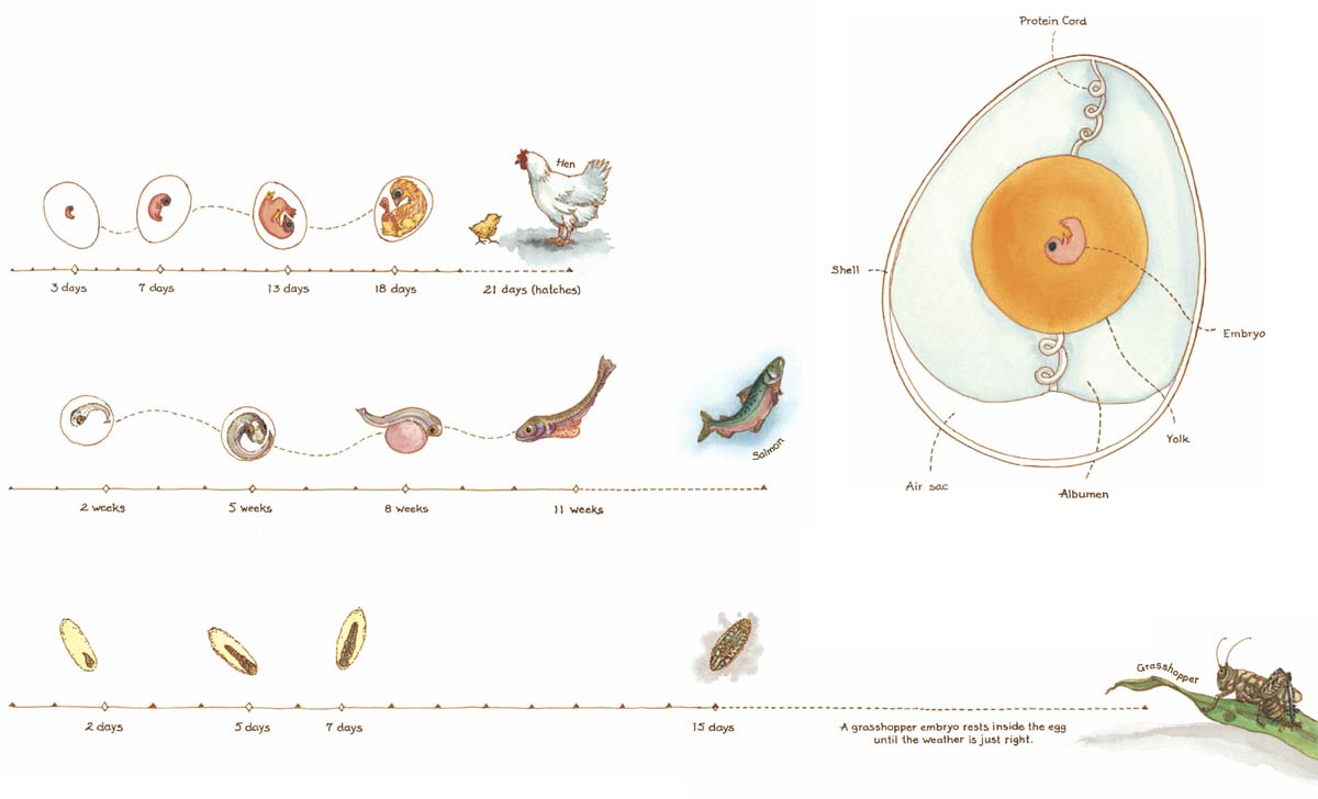 An egg gives the little creature growing inside it everything it needs The - photo 23