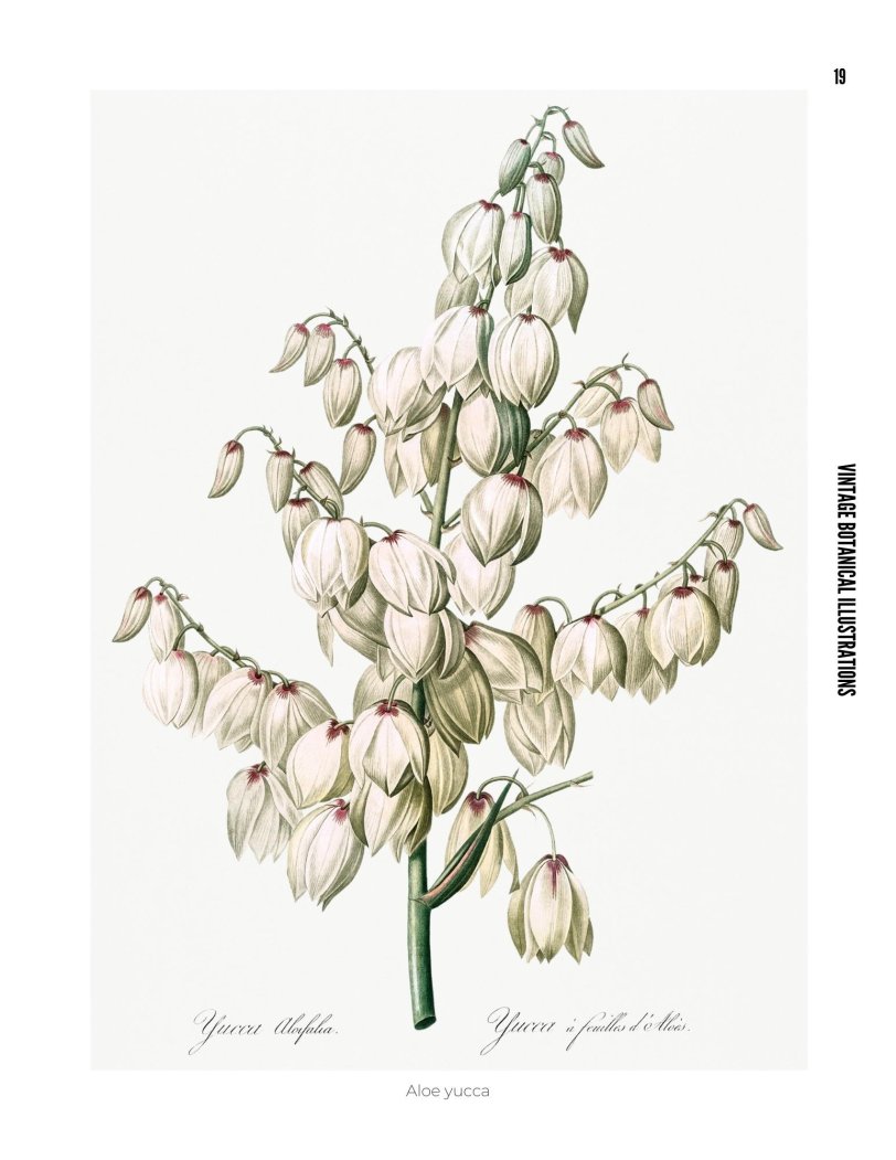 Vintage Botanical Illustrations - photo 19