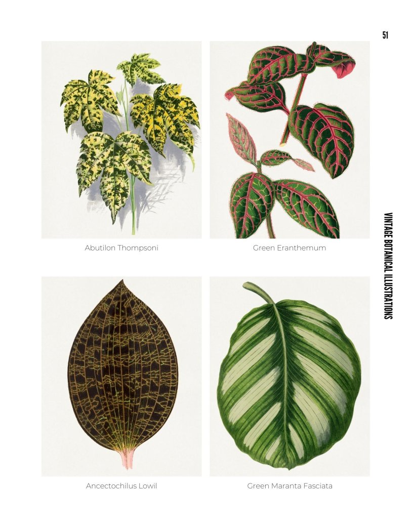 Vintage Botanical Illustrations - photo 51