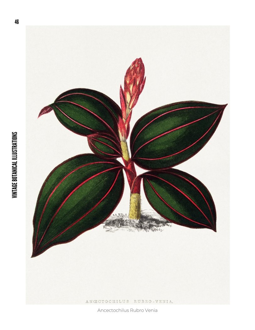 Vintage Botanical Illustrations - photo 46