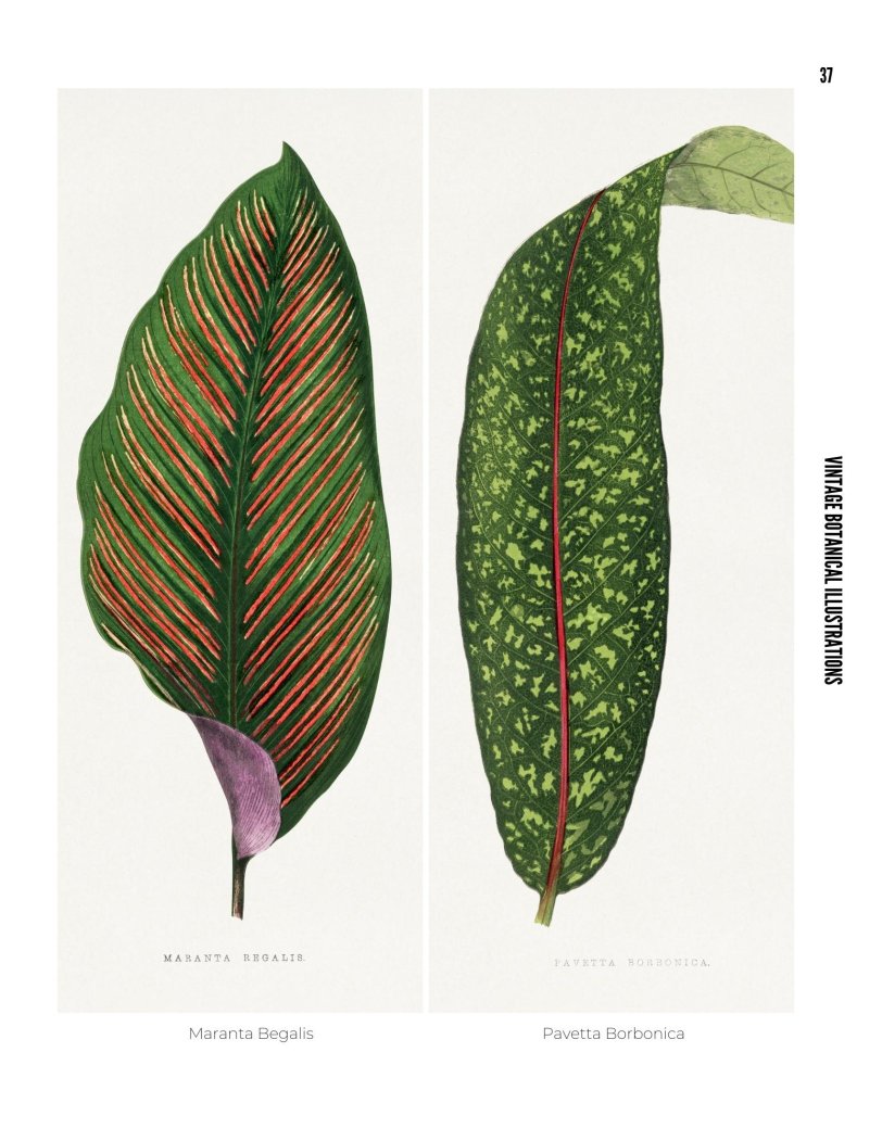 Vintage Botanical Illustrations - photo 37