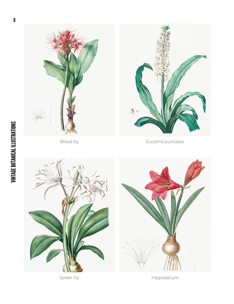 Vintage Botanical Illustrations - photo 6