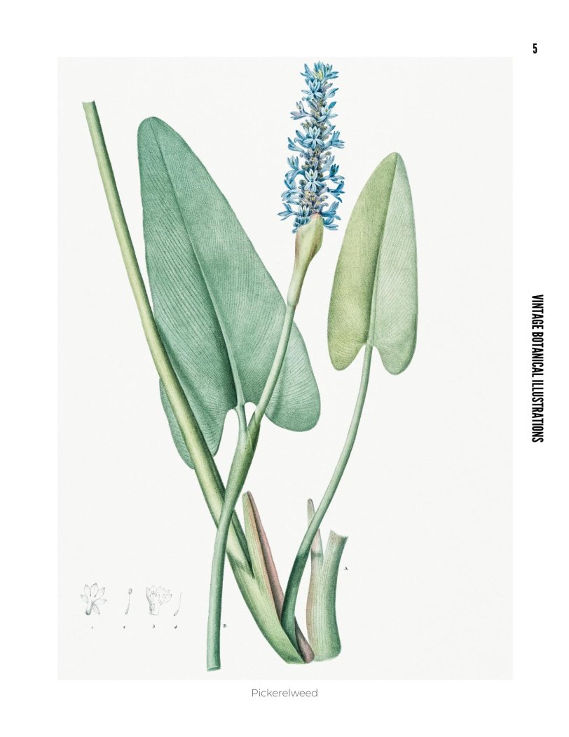 Vintage Botanical Illustrations - photo 5