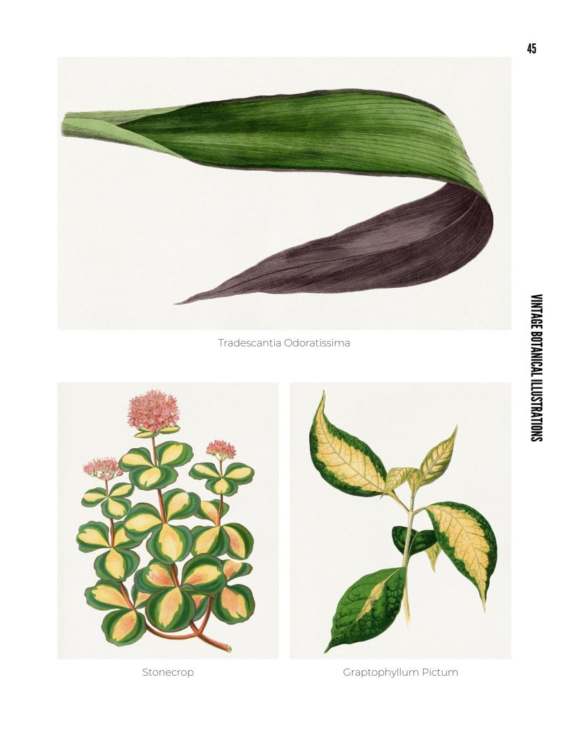 Vintage Botanical Illustrations - photo 45