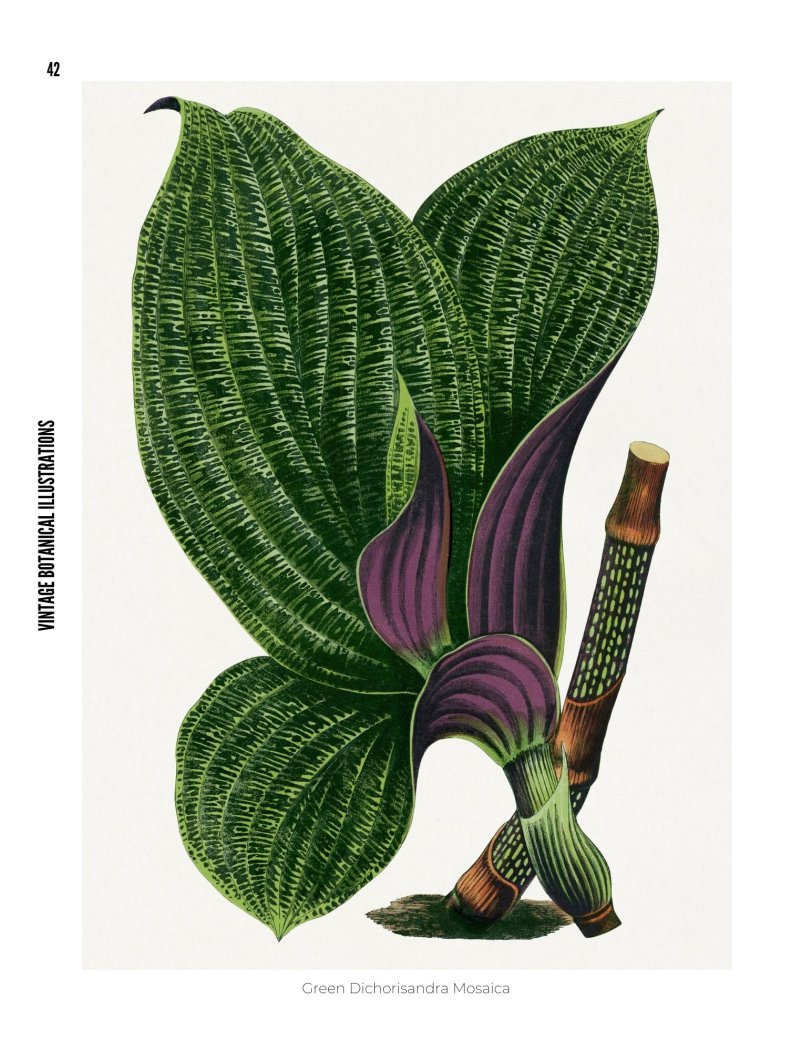 Vintage Botanical Illustrations - photo 42