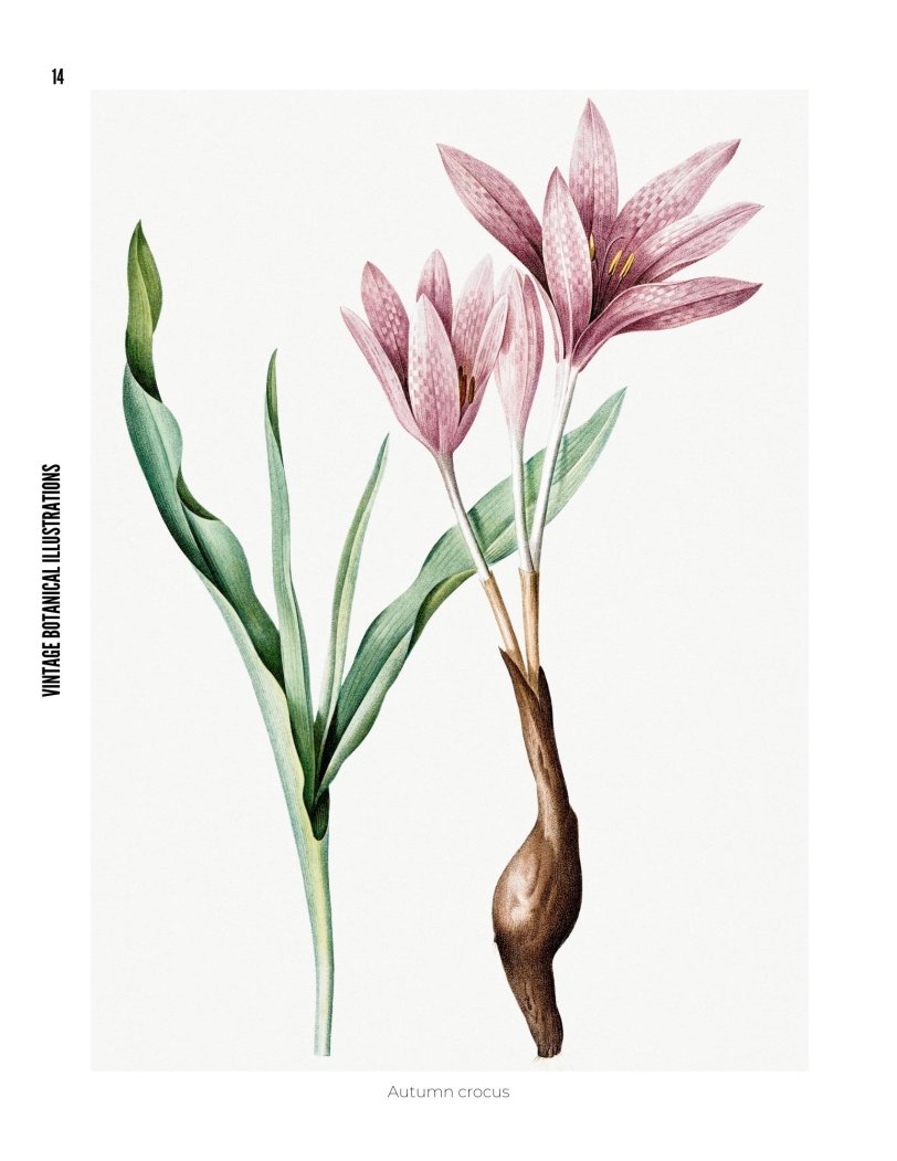 Vintage Botanical Illustrations - photo 14