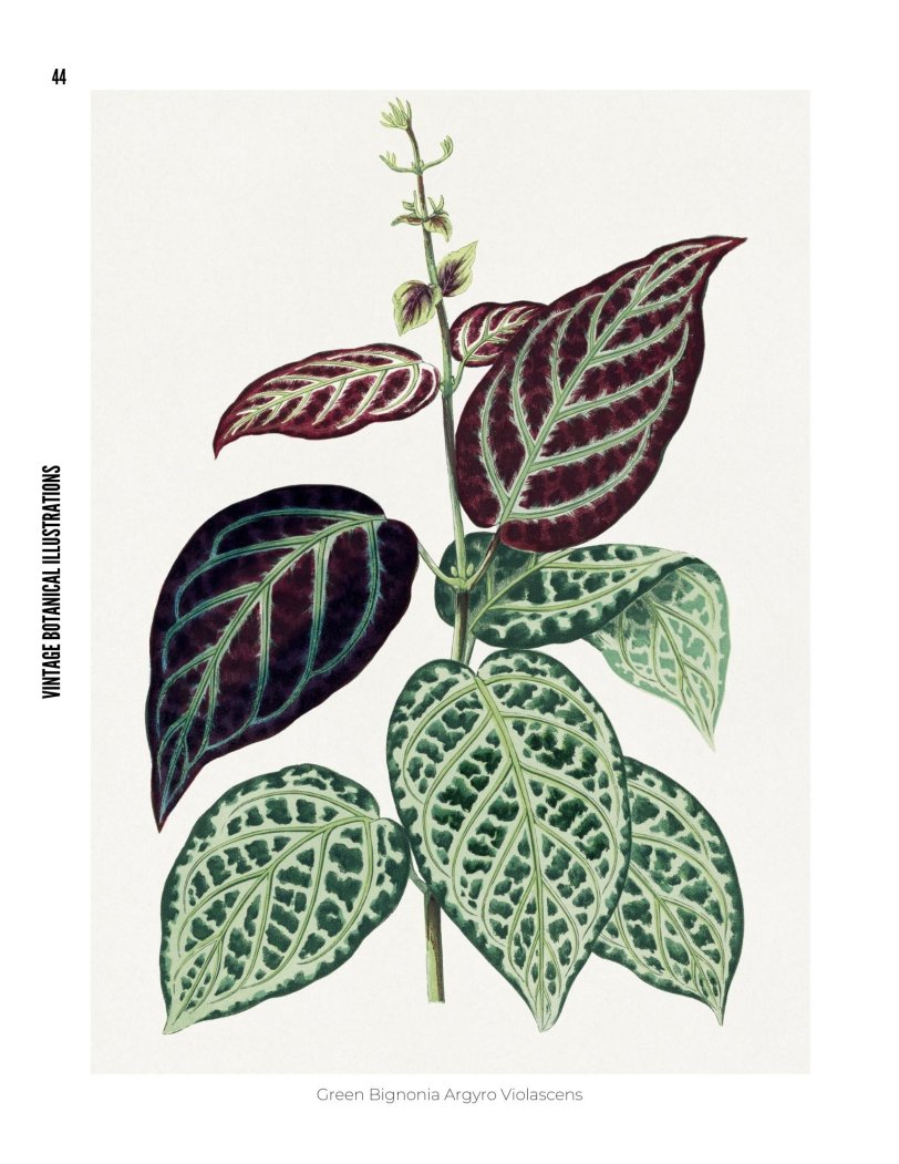 Vintage Botanical Illustrations - photo 44