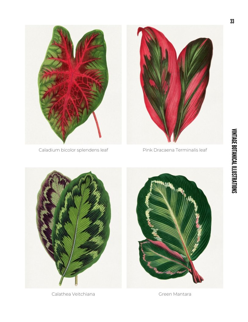 Vintage Botanical Illustrations - photo 33