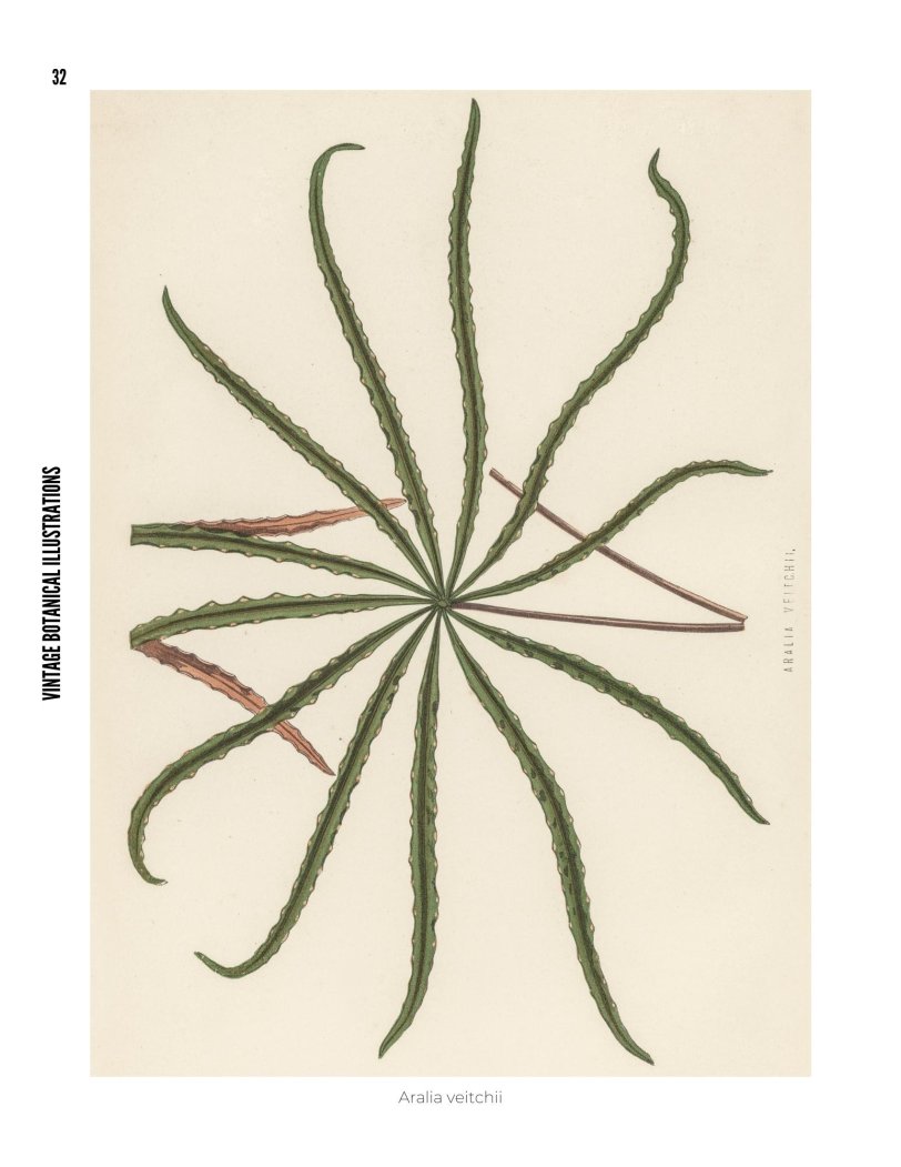 Vintage Botanical Illustrations - photo 32