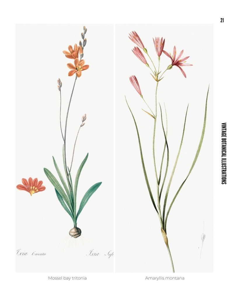 Vintage Botanical Illustrations - photo 21