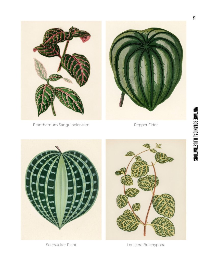 Vintage Botanical Illustrations - photo 31