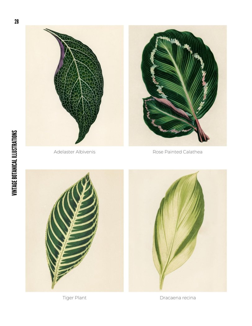 Vintage Botanical Illustrations - photo 28