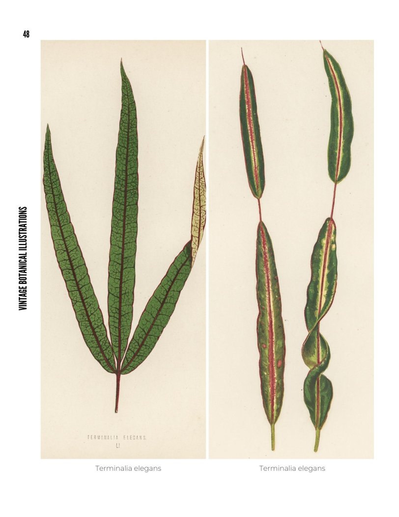 Vintage Botanical Illustrations - photo 48