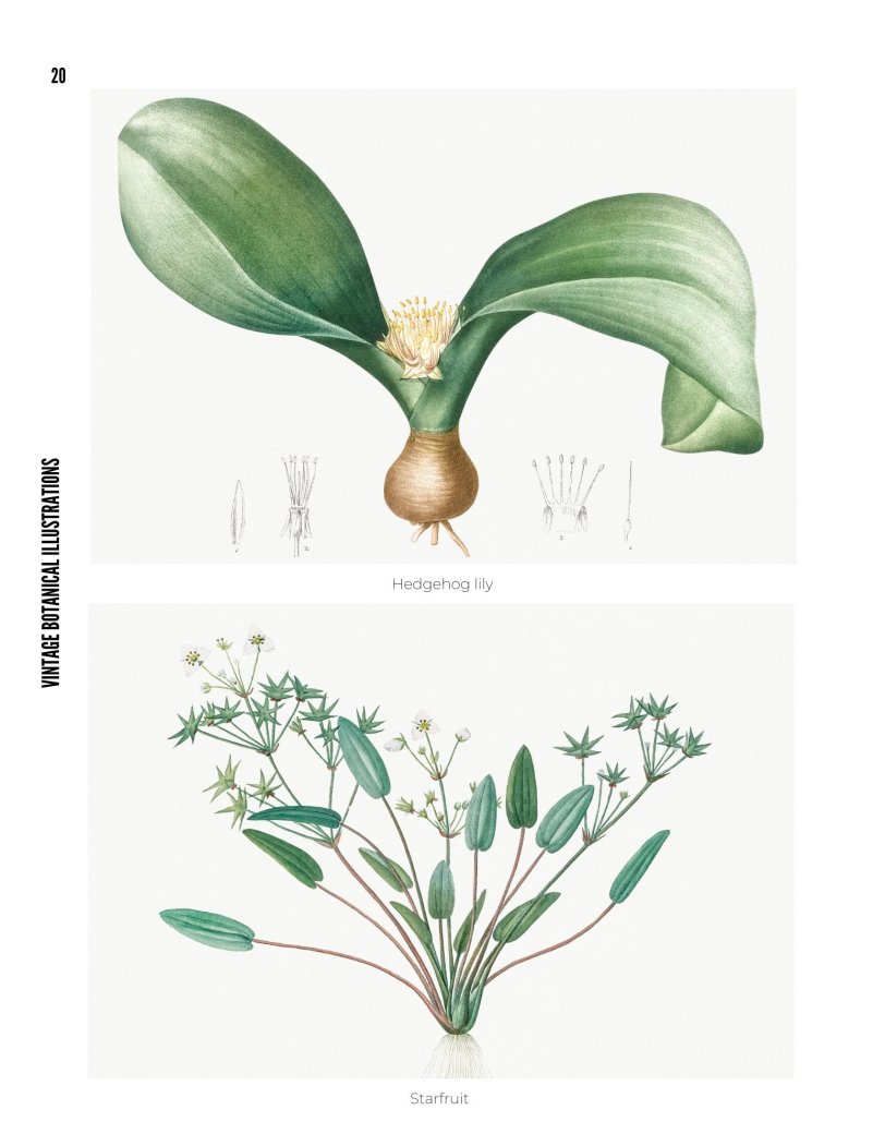 Vintage Botanical Illustrations - photo 20