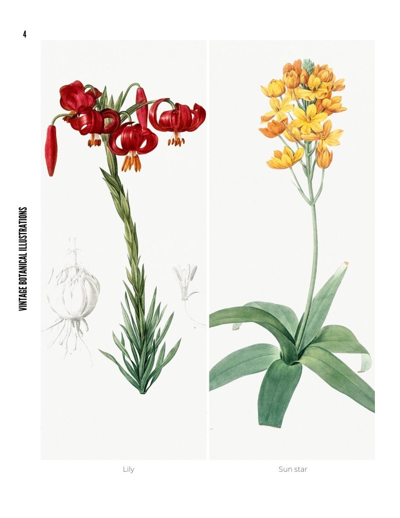 Vintage Botanical Illustrations - photo 4