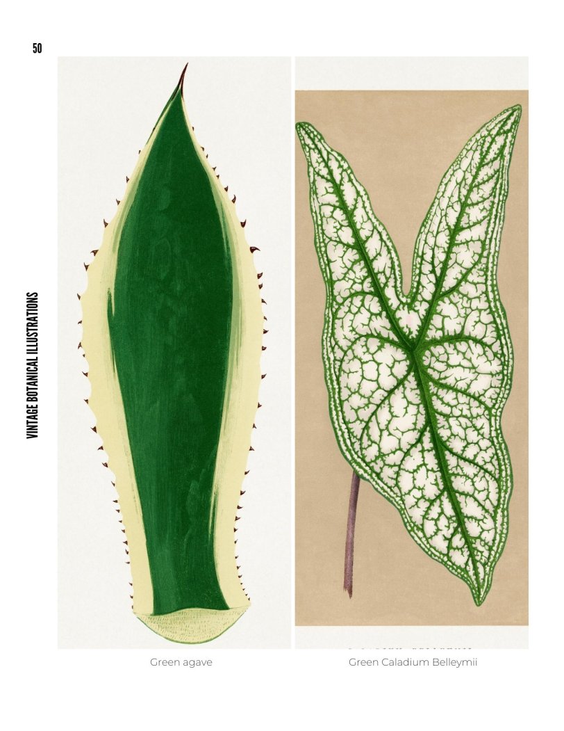 Vintage Botanical Illustrations - photo 50