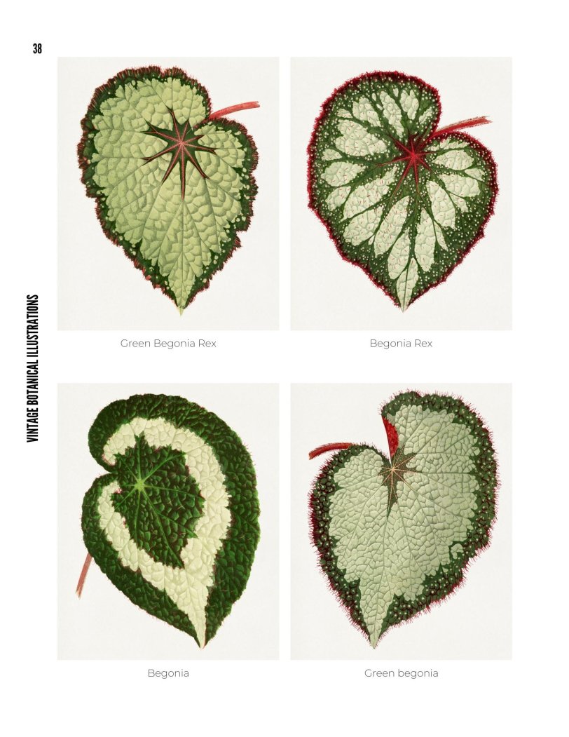 Vintage Botanical Illustrations - photo 38