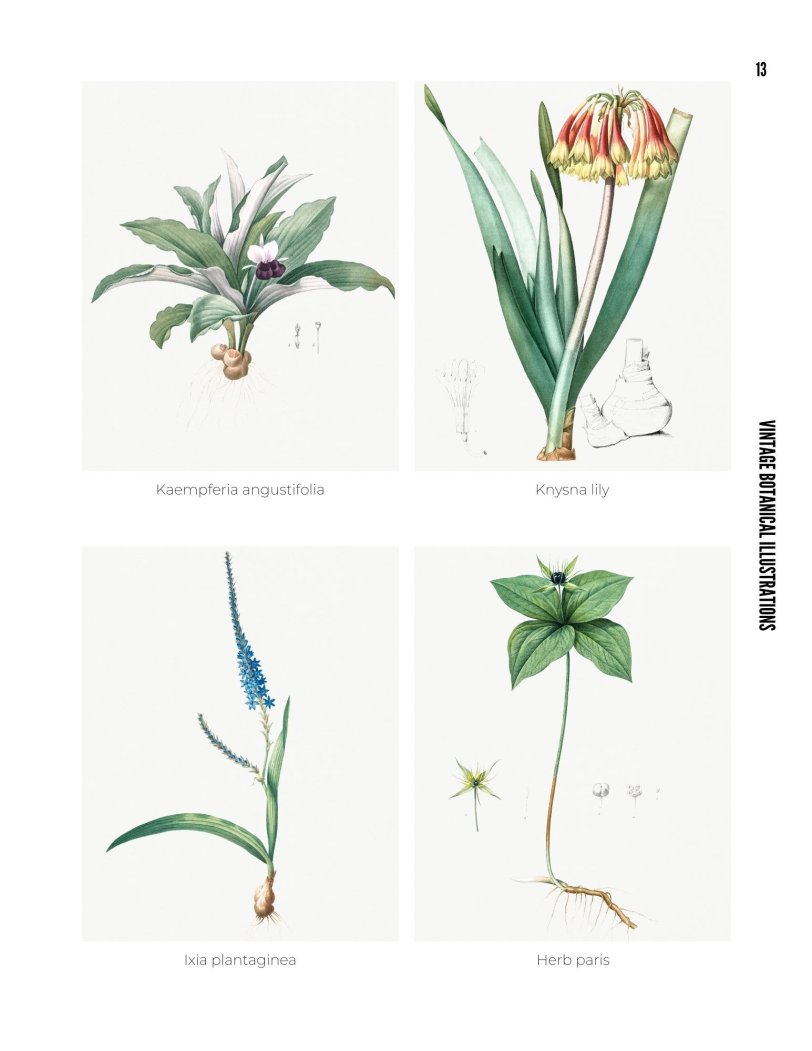 Vintage Botanical Illustrations - photo 13