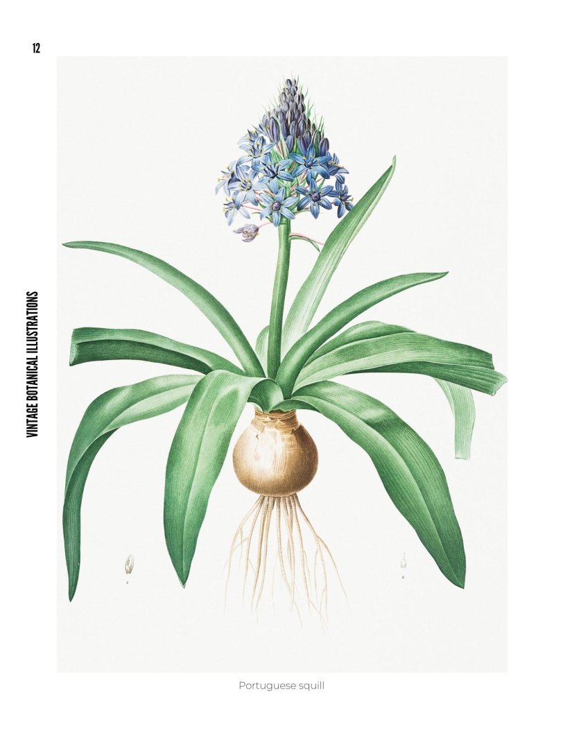 Vintage Botanical Illustrations - photo 12