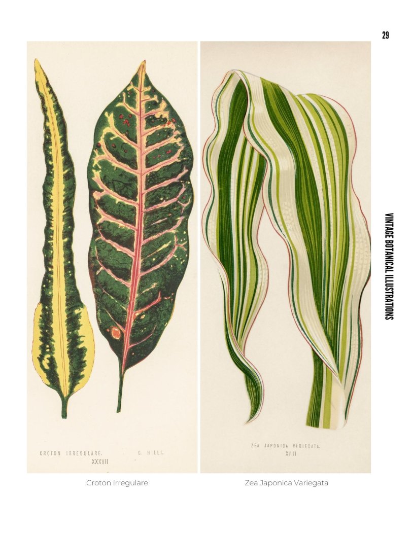 Vintage Botanical Illustrations - photo 29