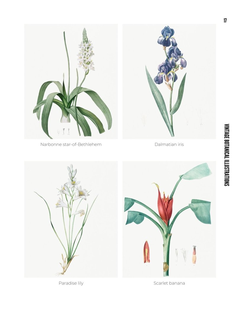 Vintage Botanical Illustrations - photo 17