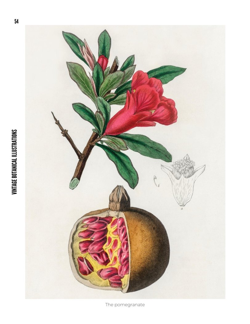 Vintage Botanical Illustrations - photo 54