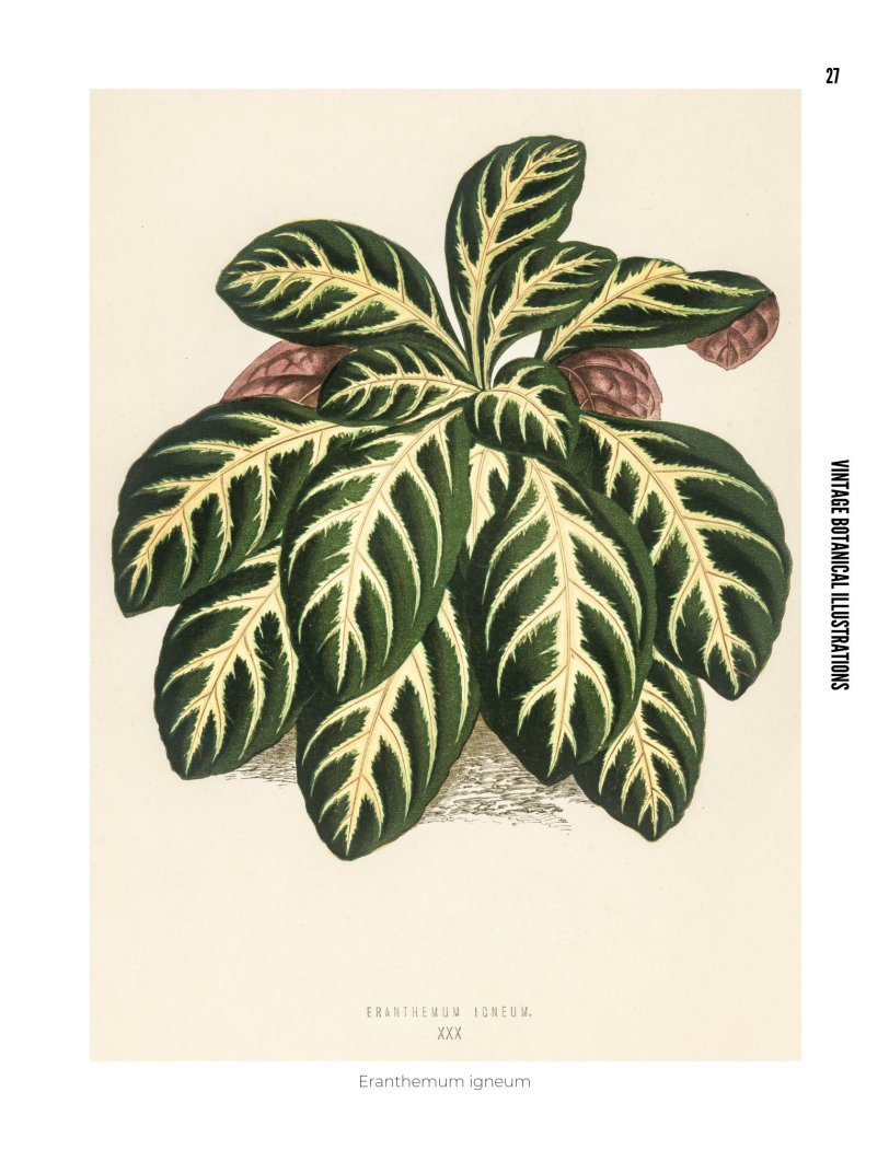 Vintage Botanical Illustrations - photo 27