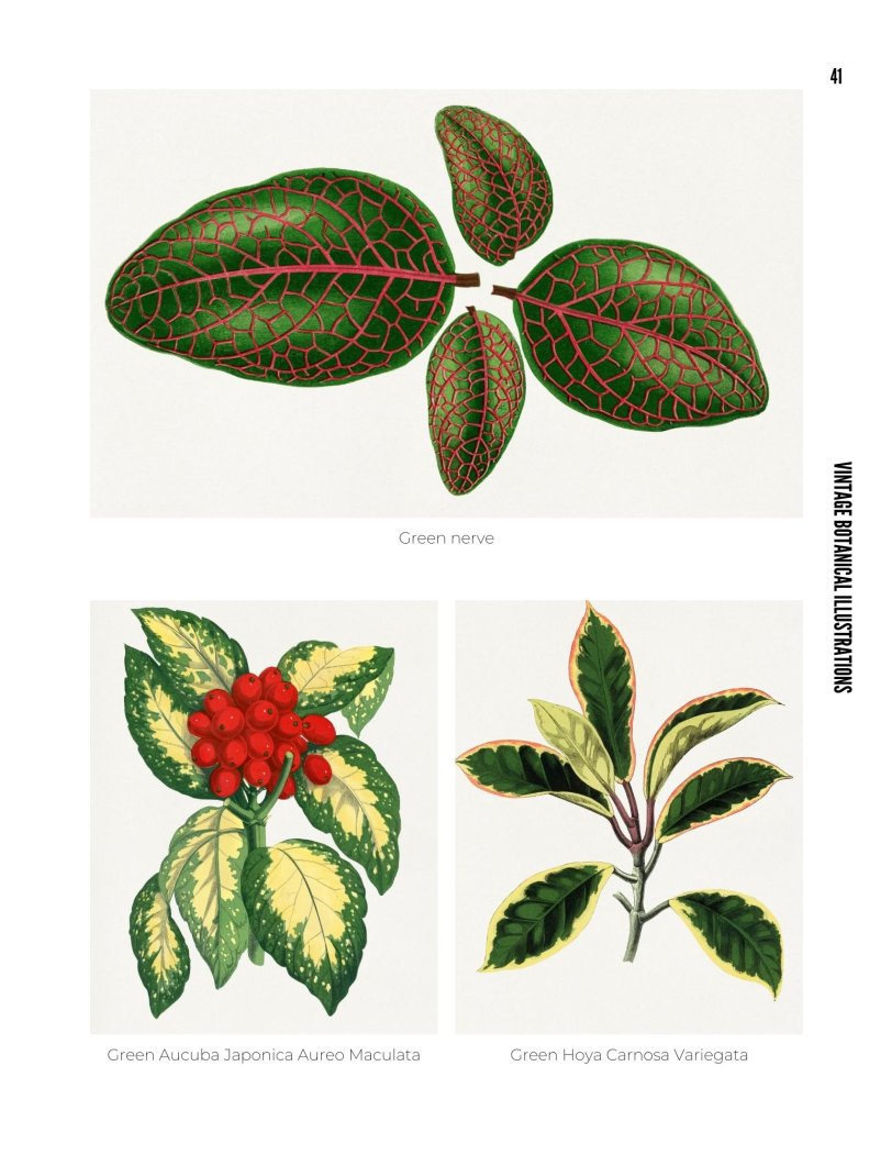 Vintage Botanical Illustrations - photo 41