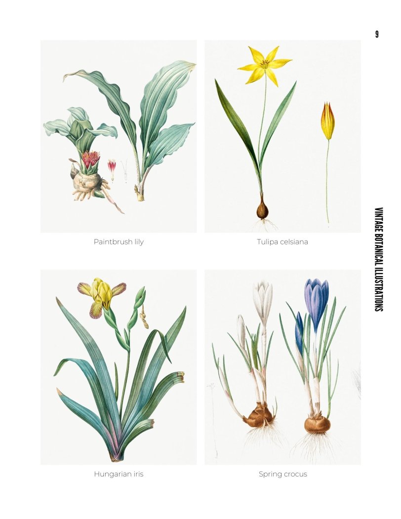 Vintage Botanical Illustrations - photo 9