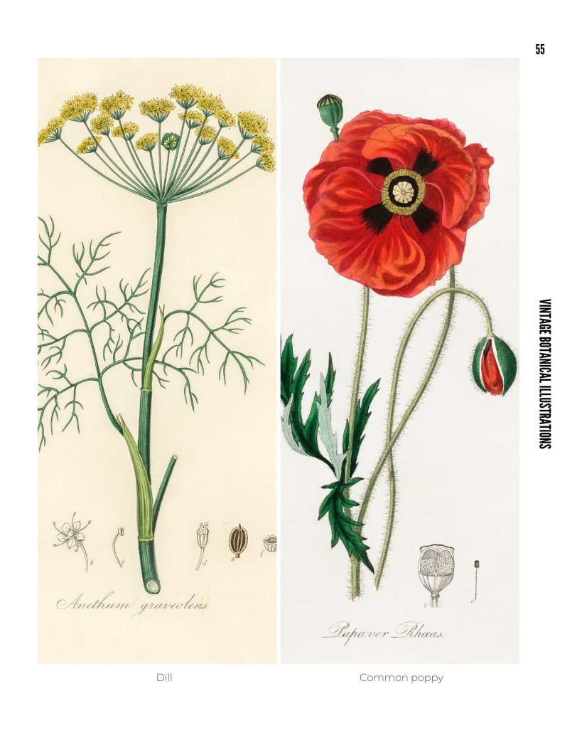 Vintage Botanical Illustrations - photo 55