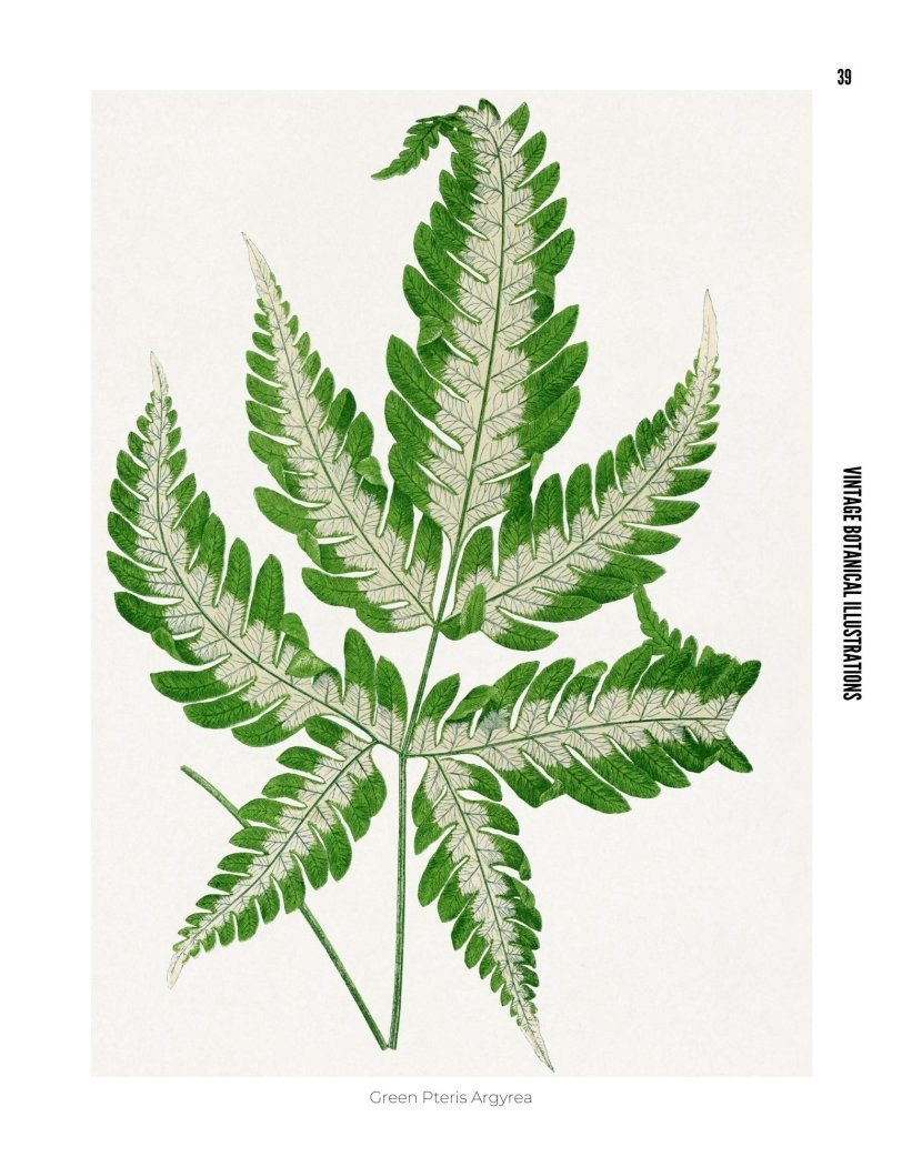 Vintage Botanical Illustrations - photo 39