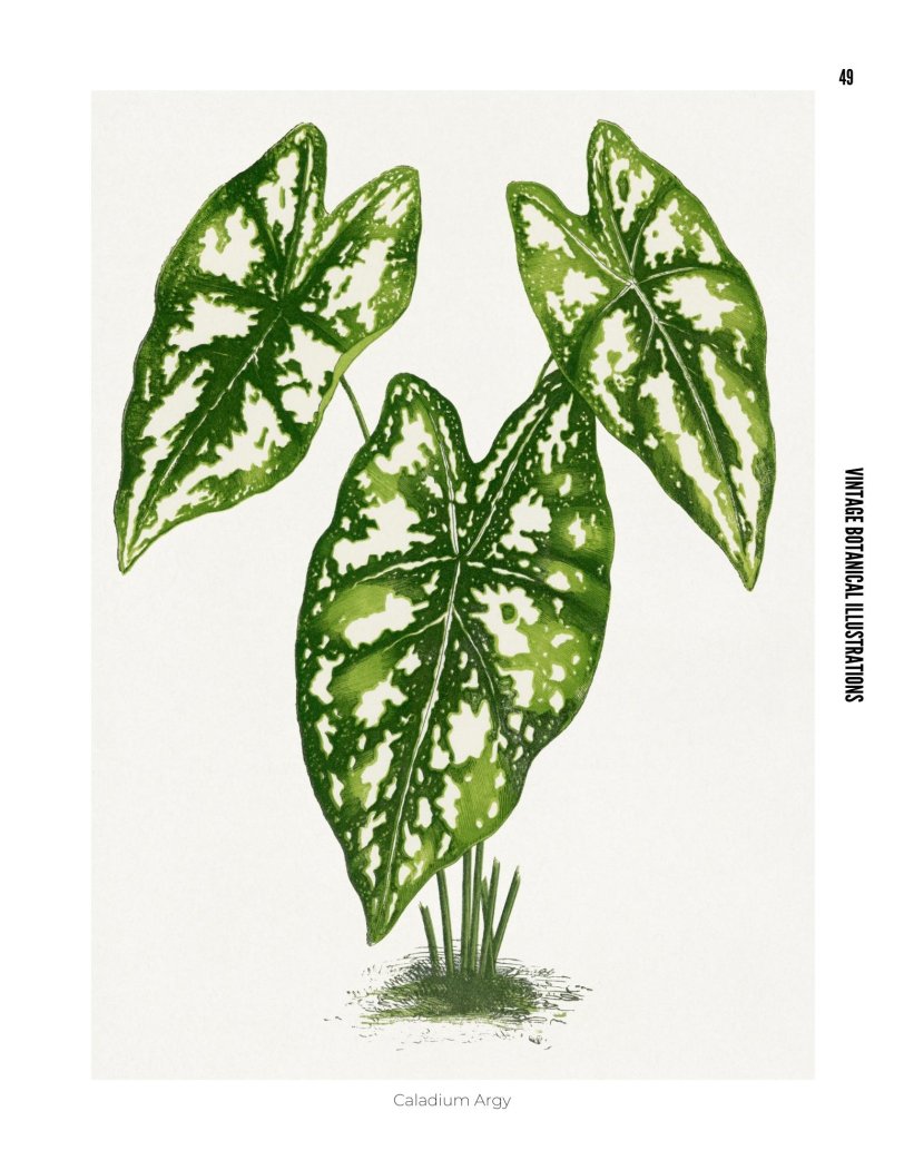 Vintage Botanical Illustrations - photo 49