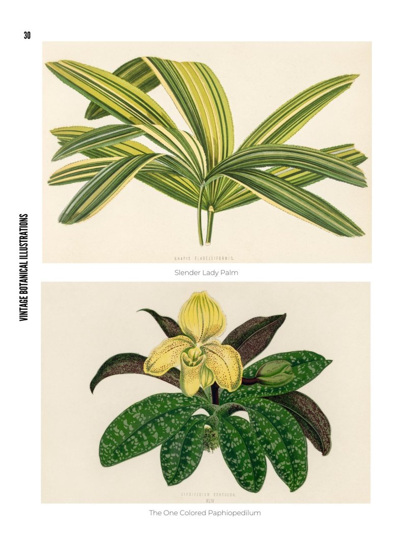 Vintage Botanical Illustrations - photo 30