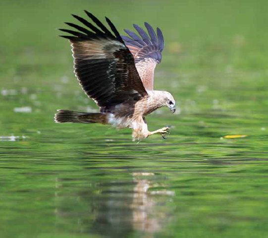 Eagles are called birds of prey That means they hunt for food Eagles like to - photo 15