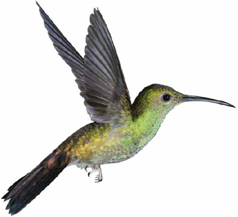 The hummingbird is amazing too There are about 320 kinds of hummingbirds Most - photo 18