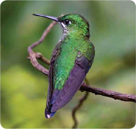 The hummingbird is amazing too There are about 320 kinds of hummingbirds Most - photo 19