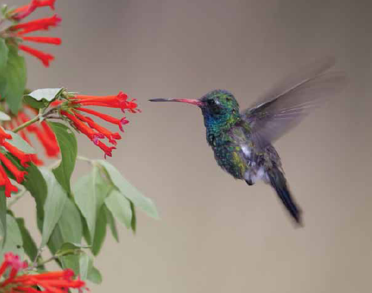 The smallest bird that God made is very special The hummingbirds heart beats - photo 20