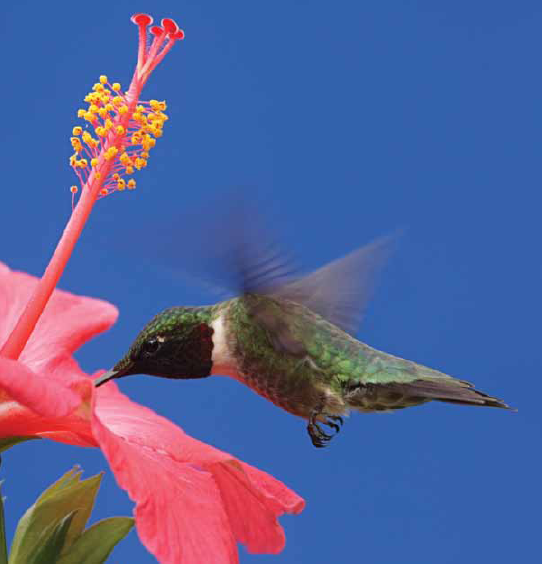 Hummingbirds can hover fly backward forward and even upside down While - photo 21