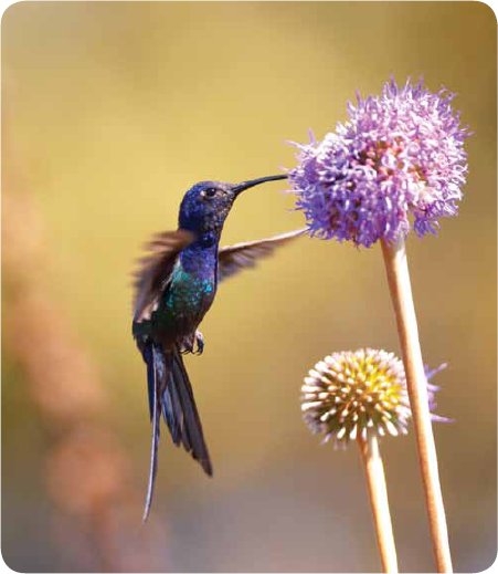 While flying hummingbirds use a long skinny beak to eat nectar sap bugs - photo 22