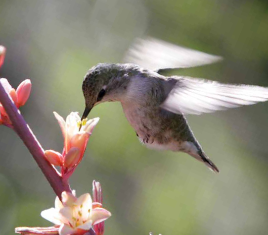 Hummingbirds are only three or four inches long They weigh less than one - photo 23