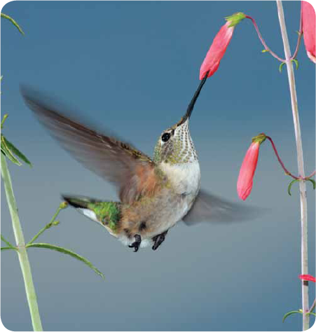 God made these tiny quick-flying birds and he made the amazing and - photo 24