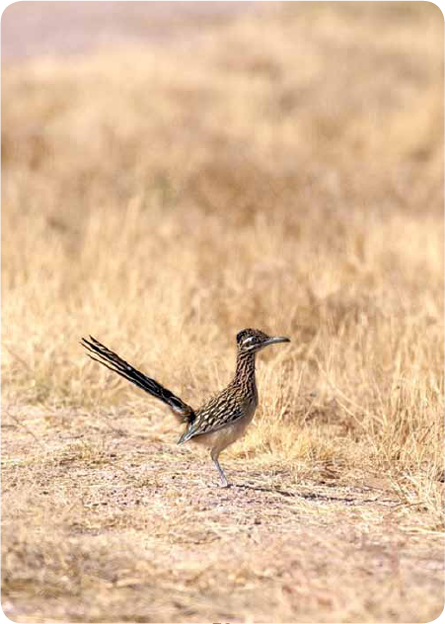 When God created the roadrunner he made them so they could run 17 miles an - photo 25