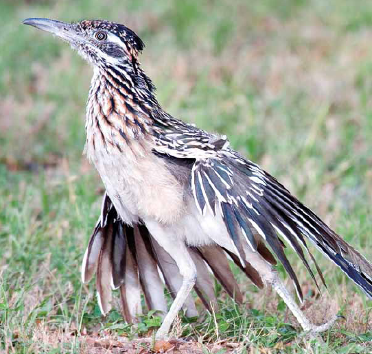 When God created the roadrunner he made them so they could run 17 miles an - photo 26