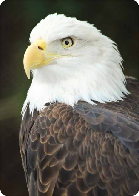 There are about 59 kinds of eagles Some kinds of eagles are Bald eagle Golden - photo 11