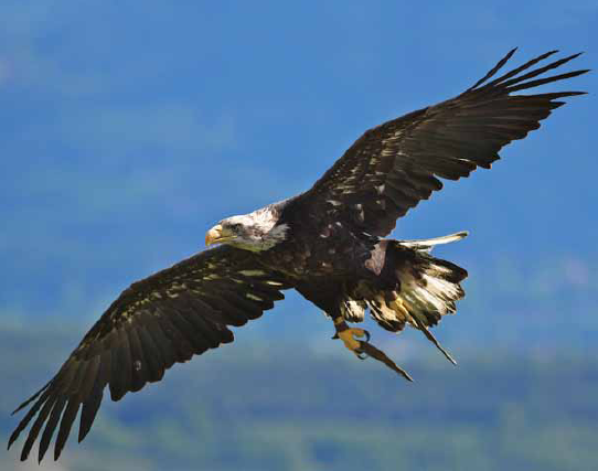 Eagles are amazing birds Some have about 7000 feathers Their wings can - photo 13