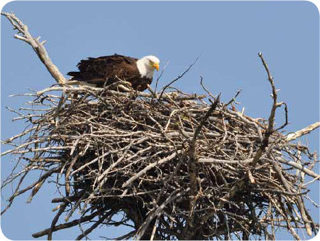 Eagles build nests of sticks and twigs Some nests are huge up to ten feet - photo 14